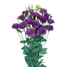 Эустома Мариачи 2 Блю [100 драже] - ООО «Семена Тут»