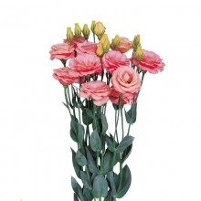 Эустома Розита 2 Эприкот [100 драже] - ООО «Семена Тут»