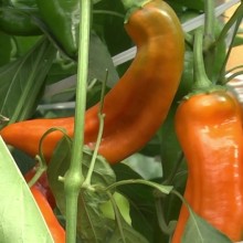 img-1: Перец Лисий хвост - ООО «Семена Тут»