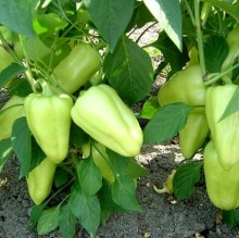 Перец Лотта F1 - ООО «Семена Тут»