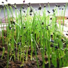 Лук на зелень Гульден МЗ - ООО «Семена Тут»