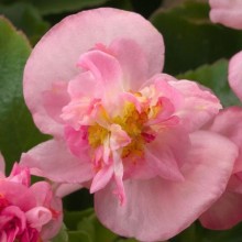 Бегония вечноцветущая махровая Фиона Пинк [100 драже] - ООО «Семена Тут»