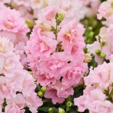 Львиный зев махровый Твинни Эпплблоссом [100 шт] - ООО «Семена Тут»