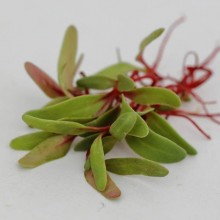 Мангольд красный Гранат МЗ - ООО «Семена Тут»