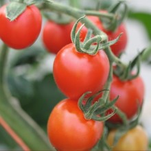 Томат Маунтин Мейджик F1 - ООО «Семена Тут»