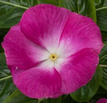 Катарантус Кора Маджента Хало [100 шт] - ООО «Семена Тут»