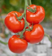 Томат Миакра F1 - ООО «Семена Тут»