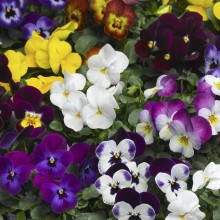 Виола рогатая Дельтини F1 микс [1000 шт] - ООО «Семена Тут»