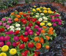 img-1: Цинния Прециоза Премиум микс [100 шт] - ООО «Семена Тут»