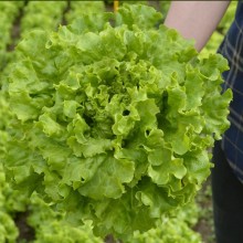 Салат Миртел - ООО «Семена Тут»