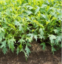 img-1: Капуста японская Мицуна зелёная Кермит МЗ - ООО «Семена Тут»