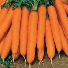 Морковь Мустанг F1 - ООО «Семена Тут»