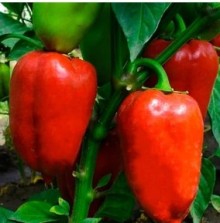 Перец Мустанг - ООО «Семена Тут»