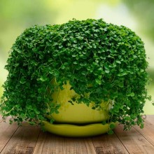 Мята Мини Минт [500 м/драже] - ООО «Семена Тут»