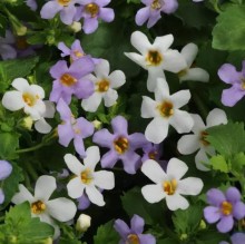 Бакопа Утопия [1000 м/драже] - ООО «Семена Тут»