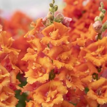 Львиный зев Свит Дуэт Пич [1000 шт] - ООО «Семена Тут»