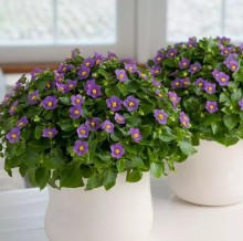 img-1: Экзакум Роял Дан Дип Блю [500 драже] - ООО «Семена Тут»