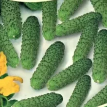 Огурец Темп F1 - ООО «Семена Тут»