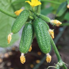 Огурец Атос F1 - ООО «Семена Тут»