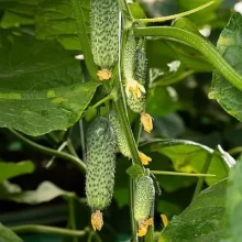 Огурец Саввин F1 - ООО «Семена Тут»