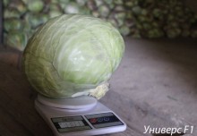 img-1: Капуста белокочанная Универс F1 - ООО «Семена Тут»