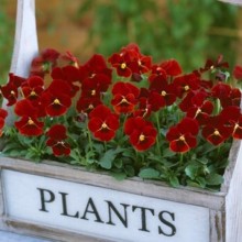 img-1: Виола рогатая Флорал Пауэр F1 Ред [1000 шт] - ООО «Семена Тут»