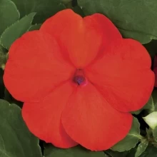 Бальзамин Экстрим F1 Оранж [100 шт] - ООО «Семена Тут»