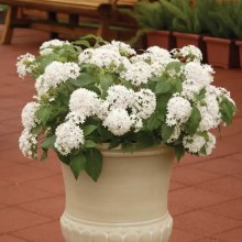 img-1: Пентас Баттерфляй Вайт [100 драже] - ООО «Семена Тут»