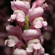 Львиный зев Мэриленд (группа 1,2) Лавендер [1000 шт] - ООО «Семена Тут»