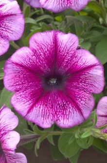 img-1: Петуния гибридная Трилоджи Пурпл Вейн [100 драже] - ООО «Семена Тут»