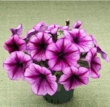 img-2: Петуния гибридная Трилоджи Пурпл Вейн [100 драже] - ООО «Семена Тут»