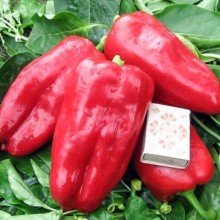Перец Юбилейный Семко F1 - ООО «Семена Тут»