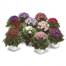 img-1: Цинерария гибридная Стар Вос Микс [50 шт] - ООО «Семена Тут»