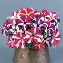 Петуния грандифлора Донна Стар Микс [1200 драже] - ООО «Семена Тут»