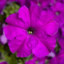 Петуния грандифлора Тритуния Виолет [1000 драже] - ООО «Семена Тут»
