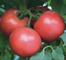 Томат Пинк Трит F1 - ООО «Семена Тут»
