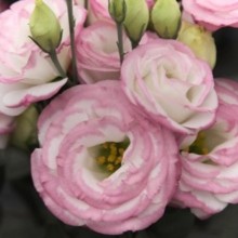 Эустома Крома 3 Пинк Пикоти [1000 драже] - ООО «Семена Тут»