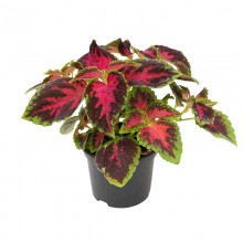 img-1: Колеус Файрвей Роуз [5000 шт] - ООО «Семена Тут»