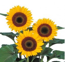 Подсолнечник Полленлес Санбрайт суприм [1000 шт] - ООО «Семена Тут»