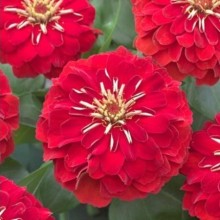 Цинния Прециоза Ред [100 шт] - ООО «Семена Тут»