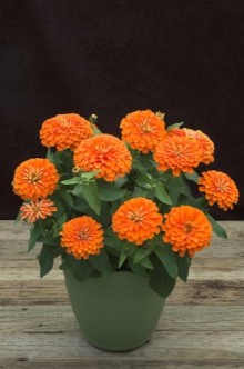 img-1: Цинния Прециоза Оранж [100 шт] - ООО «Семена Тут»