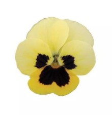 Виола рогатая Сорбет ИксПи Примроуз Блотч [1000 шт] - ООО «Семена Тут»