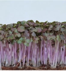 Горчица Кампари  листовая красная МЗ - ООО «Семена Тут»