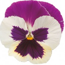 Виола крупноцветковая Премьер Пурпл Роуз энд Вайт [100 шт] - ООО «Семена Тут»