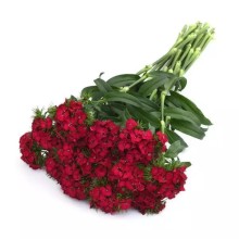 img-1: Гвоздика турецкая Свит Черри [100 драже] - ООО «Семена Тут»