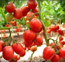 Томат Розовый Агат (инкруст. семена) - ООО «Семена Тут»