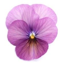 img-1: Виола рогатая Флорал Пауэр F1 Плам Антик [1000 шт] - ООО «Семена Тут»