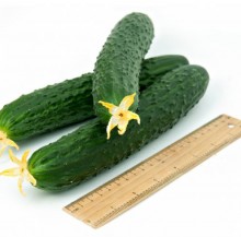 img-2: Огурец Сайбер F1 - ООО «Семена Тут»