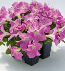 Петуния грандифлора Саксесс Эйч Ди Лайт Пинк [1000 драже] - ООО «Семена Тут»