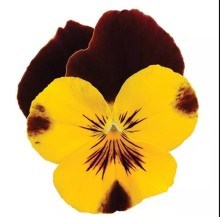 Виола ампельная Кул Вэйв Саншайн энд Вайн [100 шт] - ООО «Семена Тут»